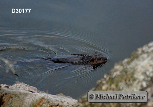 North American Beaver (Castor canadensis)